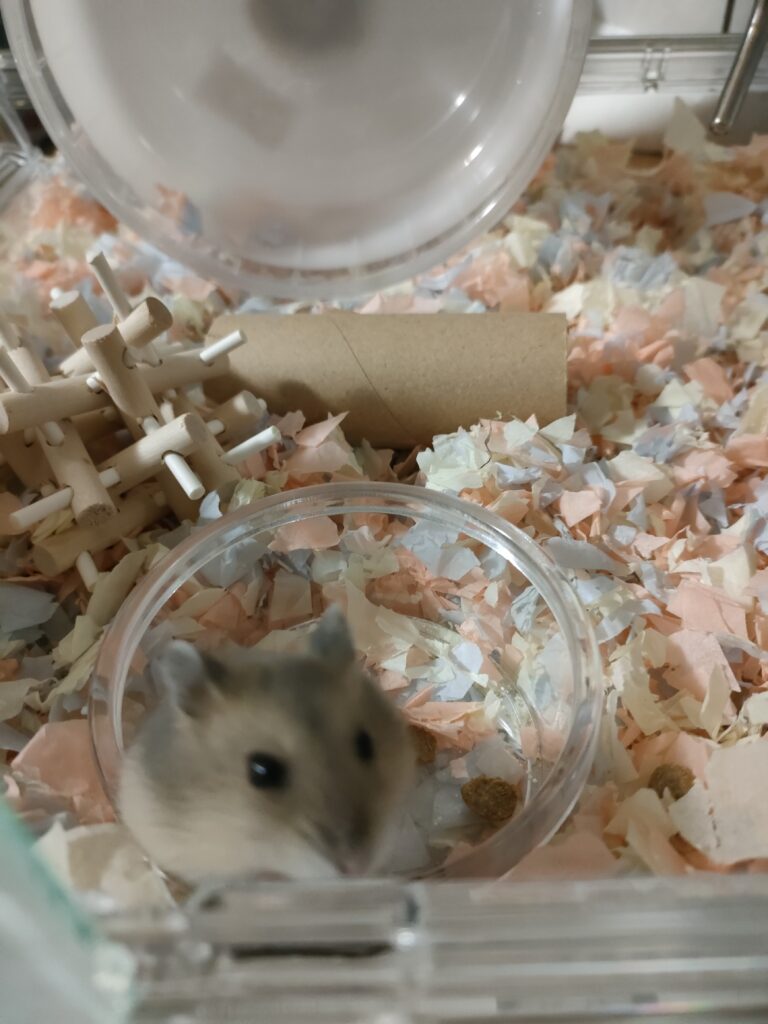 見つめるハムスター