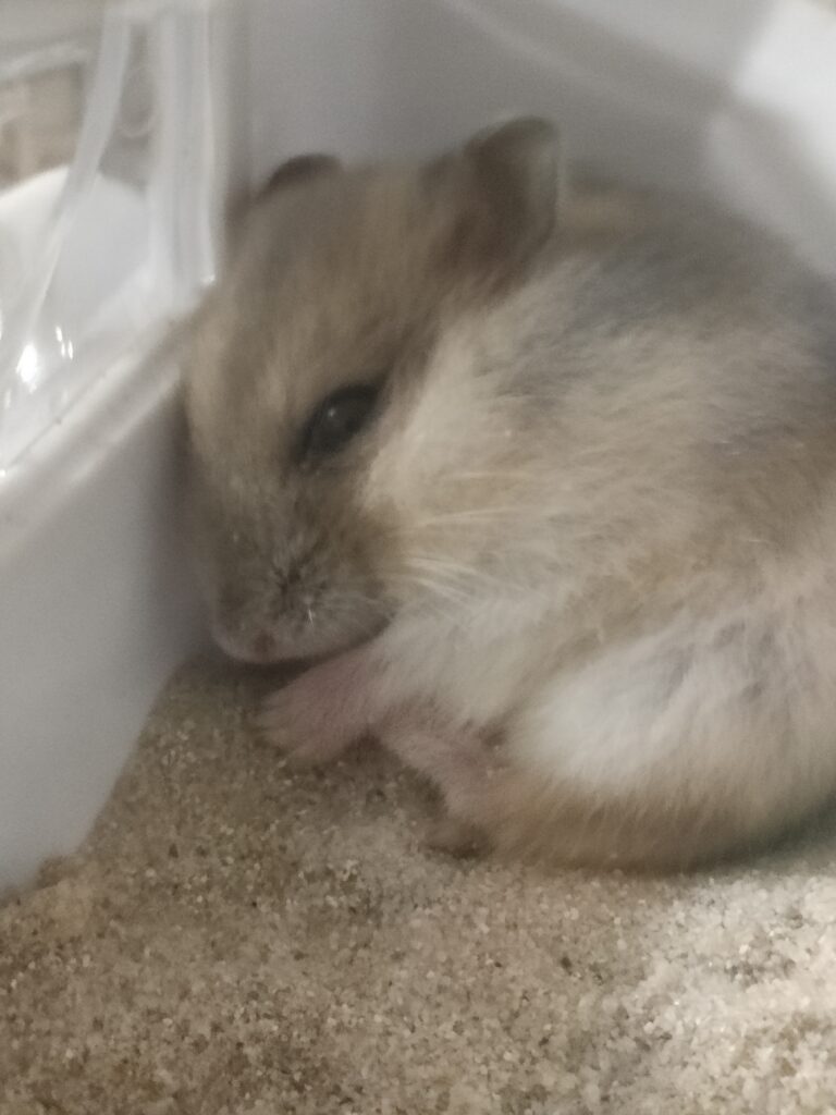 砂を食べてる？分からない写真