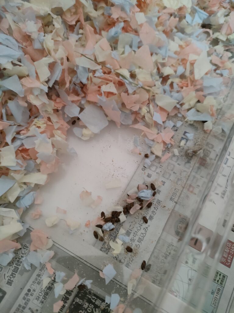 ウンチまみれ
