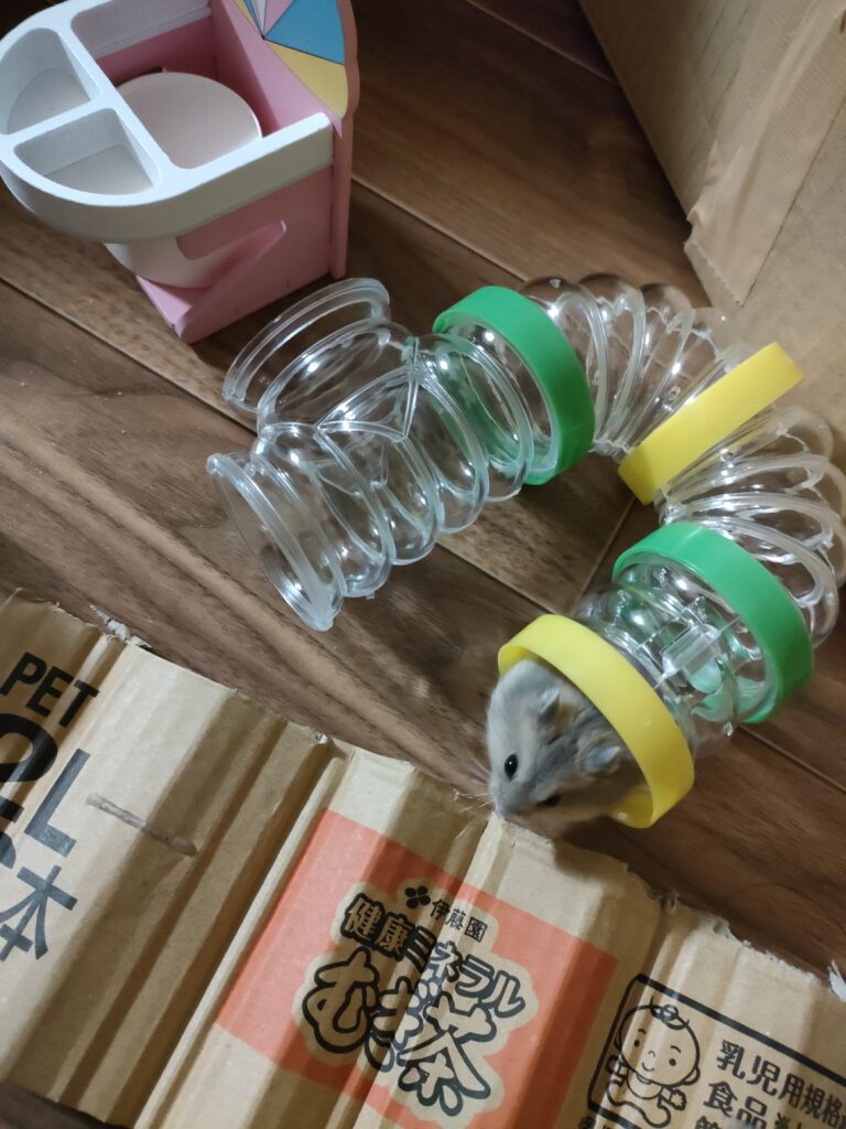 外散歩で遊び中のハムスター