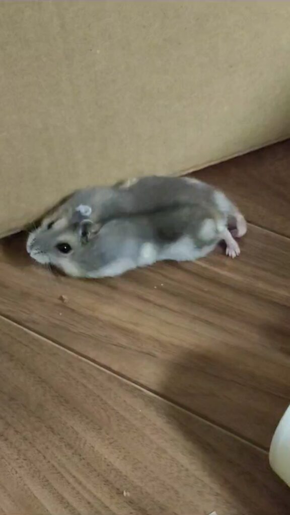 リラックスタイム