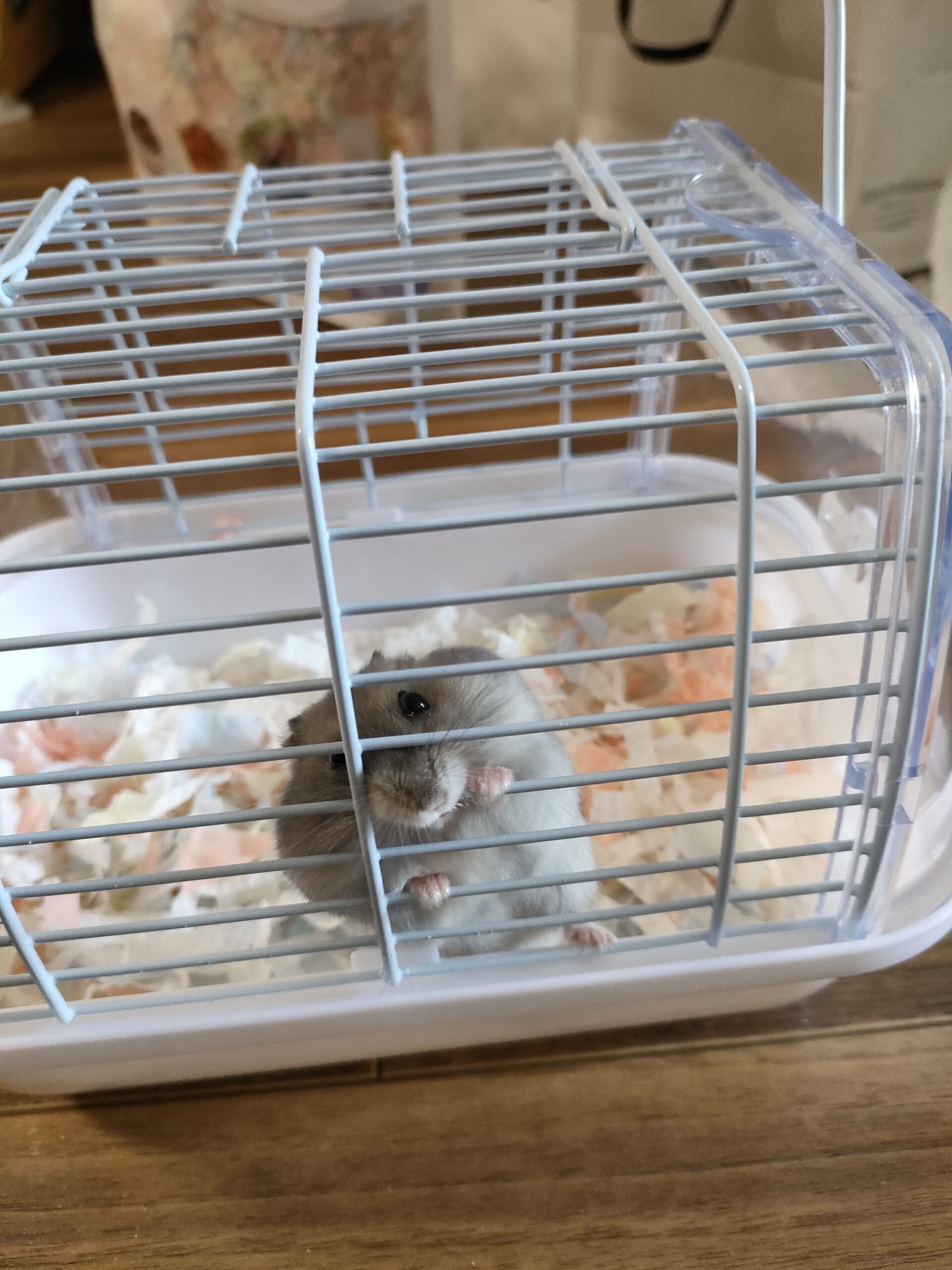 ケージ掃除中、小さいケージで待機