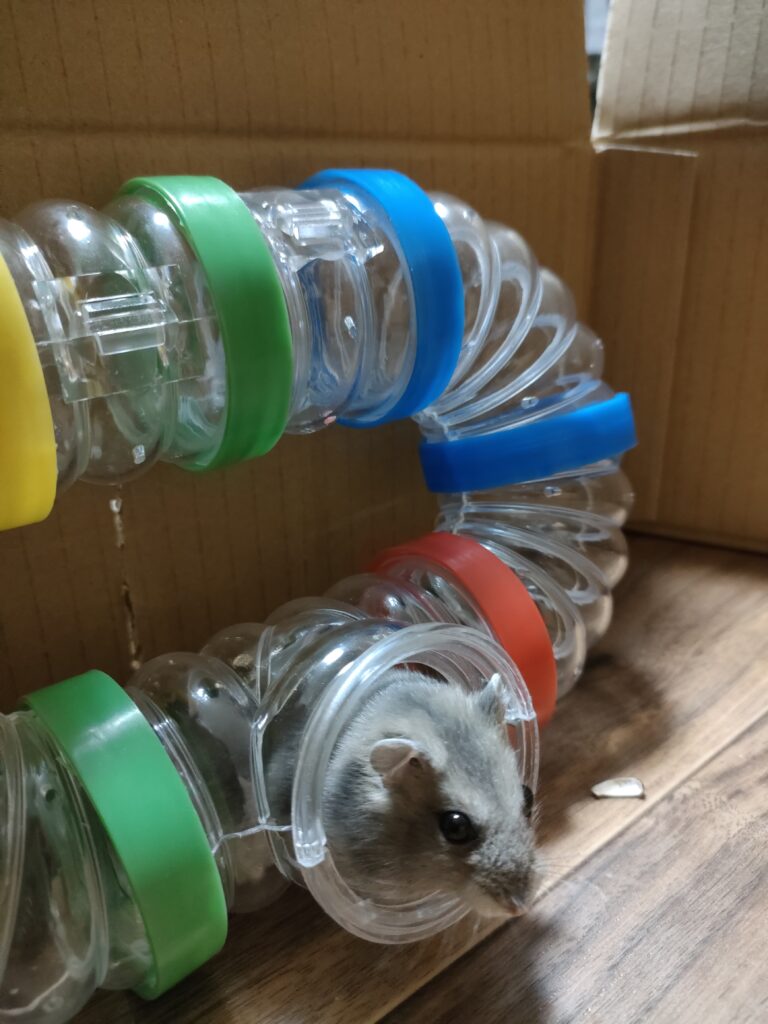 外さんぽで遊んでる【おもち】