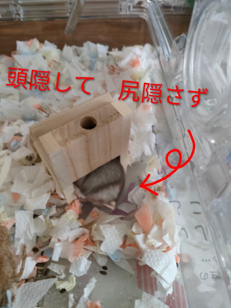 かくれんぼ?