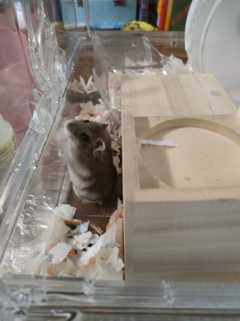 隅っこに行きたがるハムスター