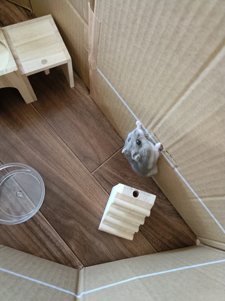 脱走の練習だったのか?