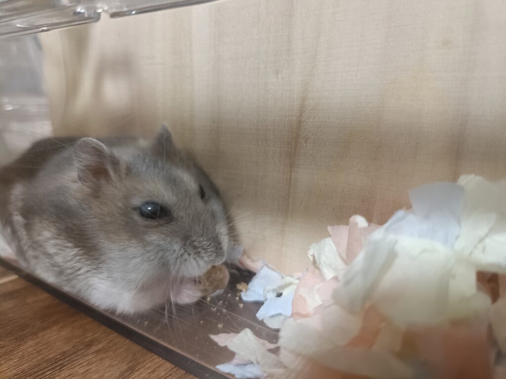 幸せそうにエサを食べるハムスター