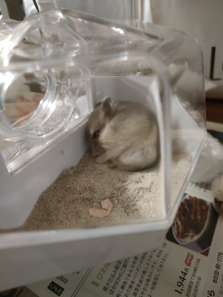 トイレで眠るハムスター