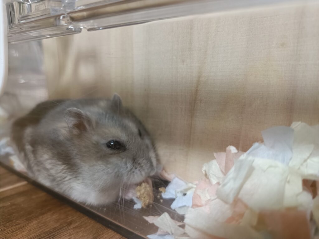 隅っこでエサを隠れて食べるハムスター