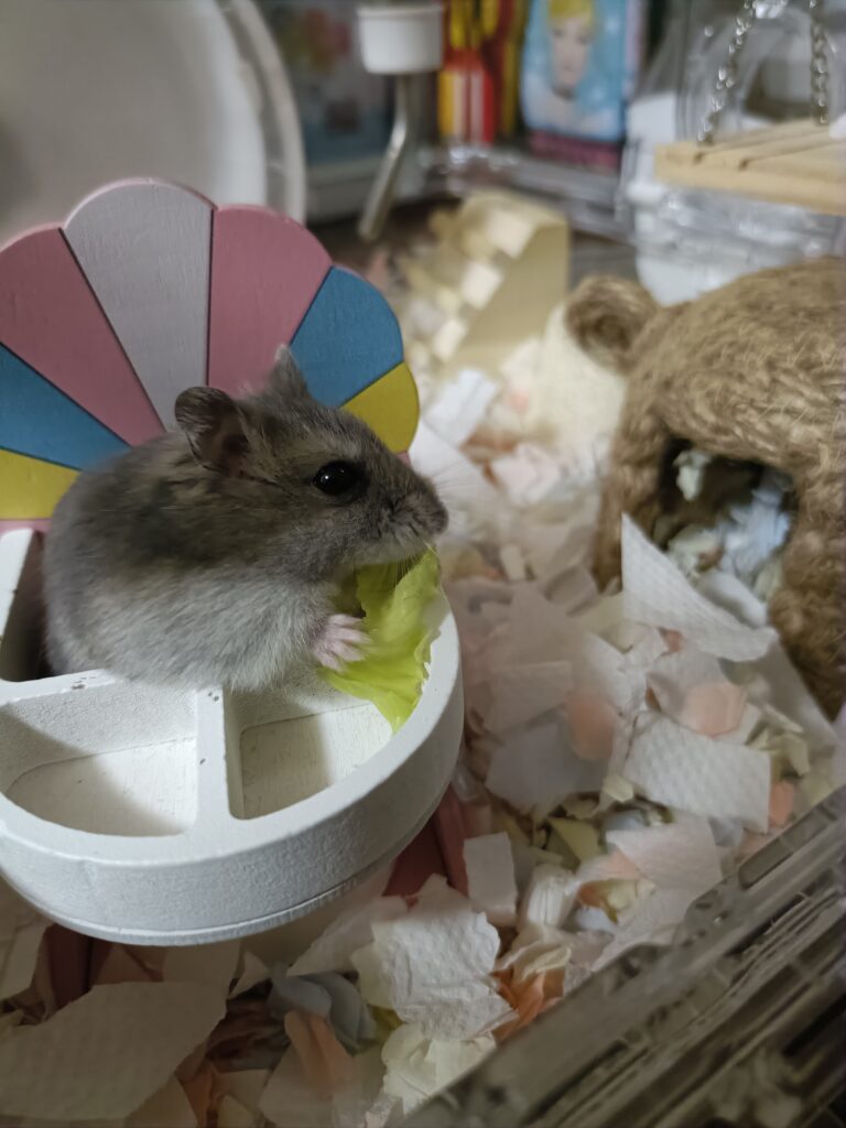ちゃんと座って食事中のハムスター