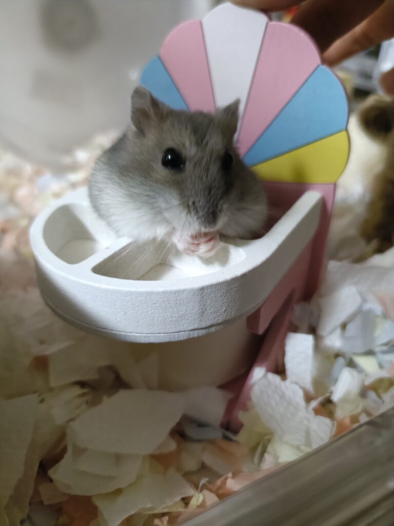 おかわりが欲しいハムスター