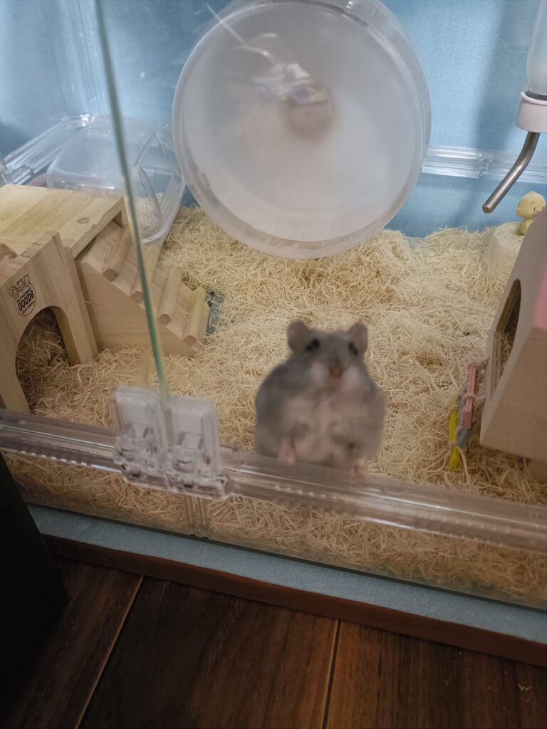 おねだりする おもち