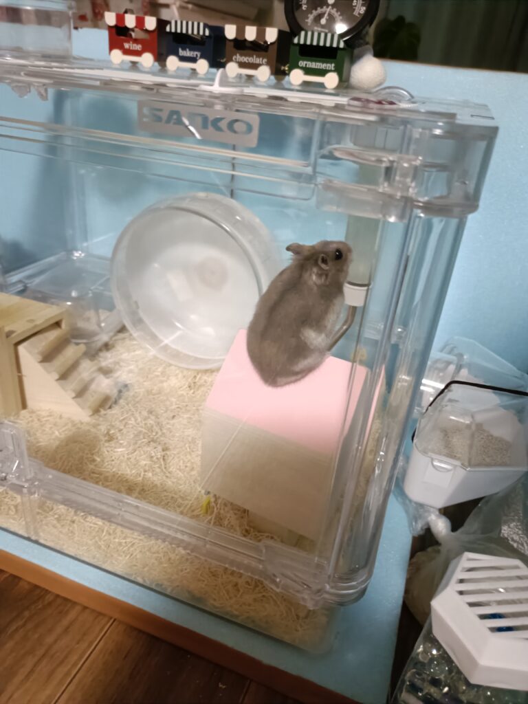 テンションが上がって屋根に上る おもち